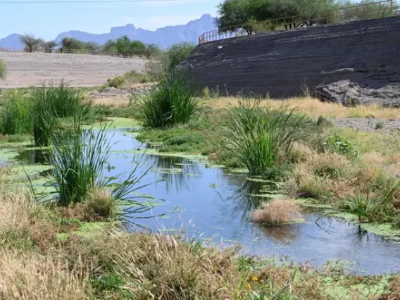 View of Santa Cruz River near bike path with water and grasses