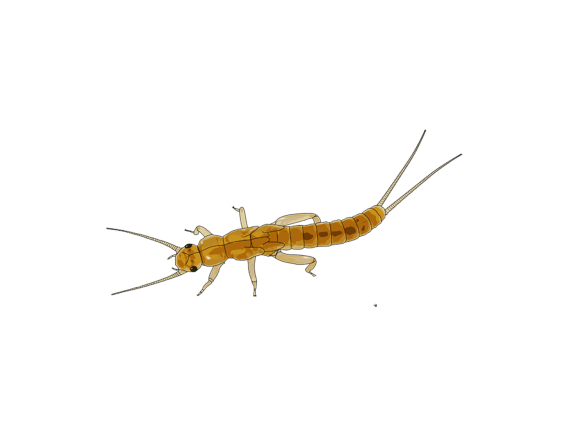 Long gold bug