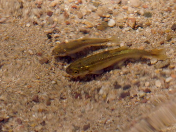 Two Longfin dace, small gold colored fish in water