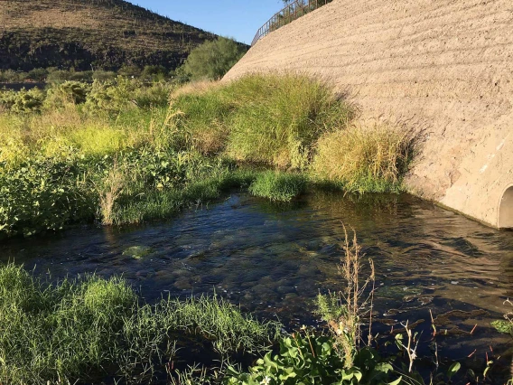 Shallow water flowing with green grasses and a earthen structure