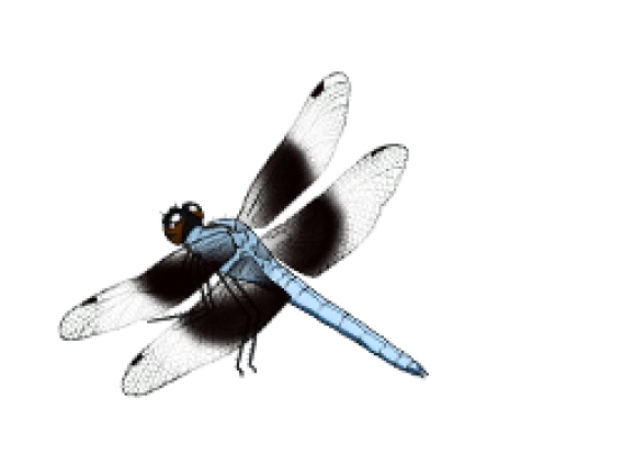 Widow dragonfly