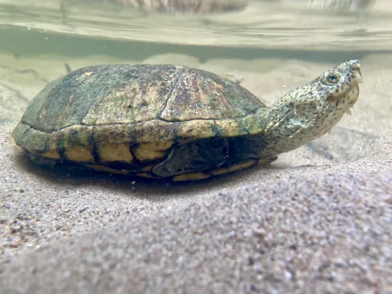 Sonoran mud turtle in the Santa Cruz River