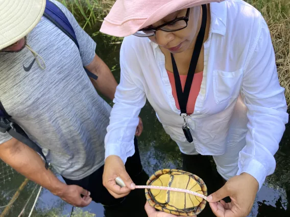 Two people measuring length of a turtle 