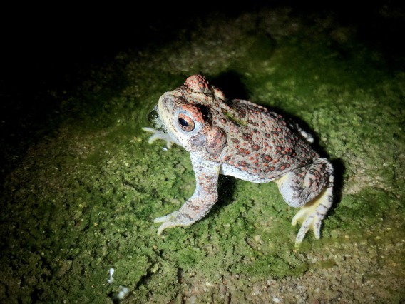 Red Spotted Toad in Santa Cruz River