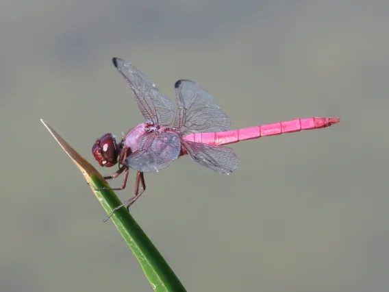 Roseate Skimmer Dragonfly