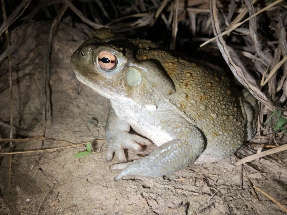Sonoran desert toad in Santa Cruz River