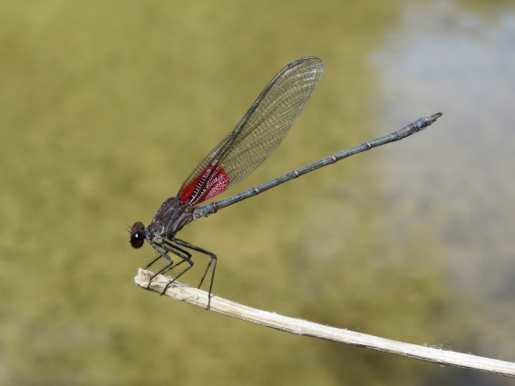American Rubyspot dragonfly