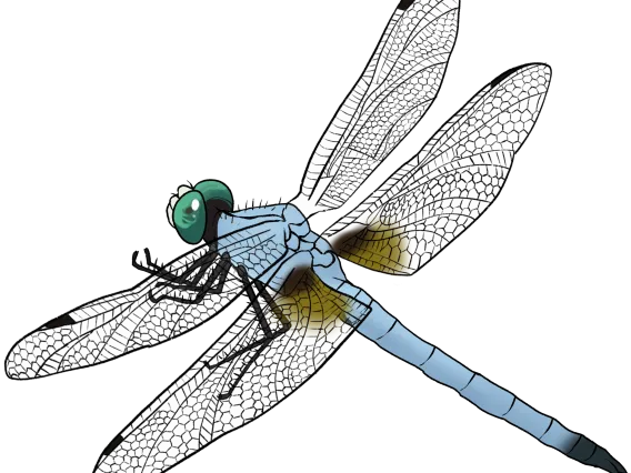 Blue Dasher dragonfly