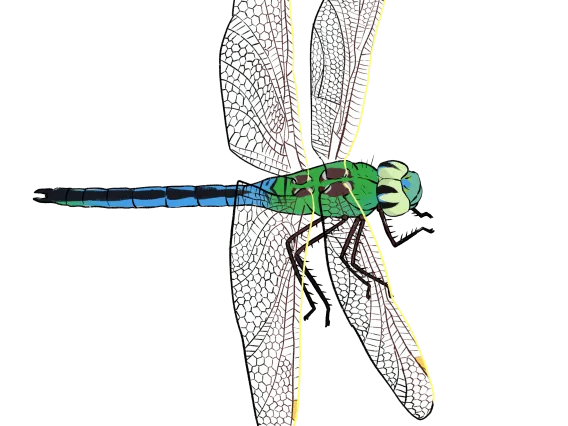 Common Green Darner Dragonfly