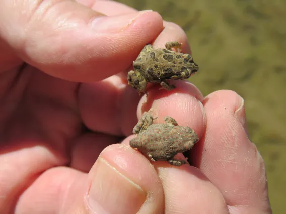 Red Spotted and Sonoran Desert toadlets in hand