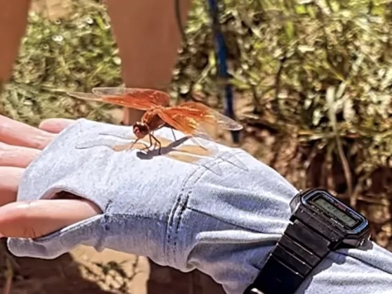 Flame Skimmer dragonfly on a person's hand