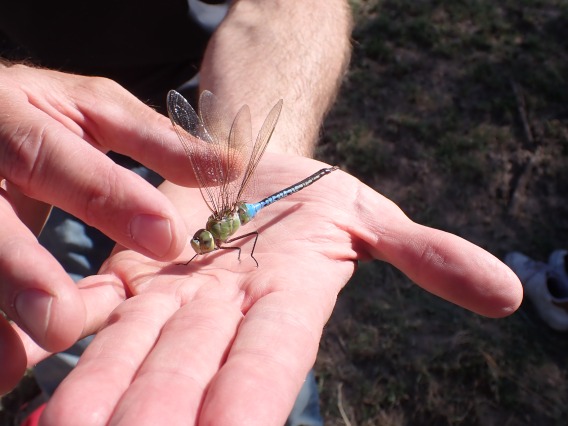 Dragonfly in a person's hand