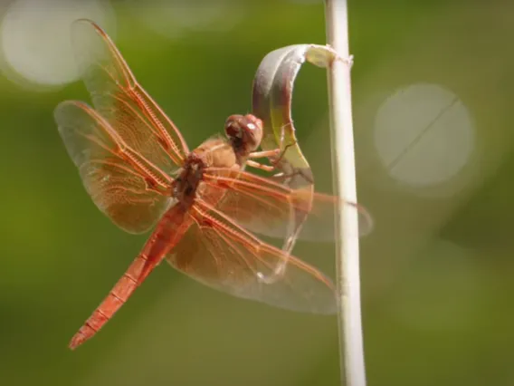 Flame Skimmer dragonfly on a stick with a green background