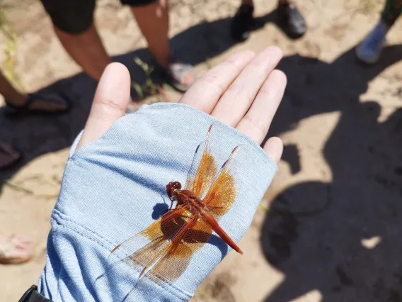 Person holding a flame skimmer dragonfly