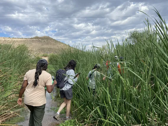 Students walking through reeds on Santa Cruz River