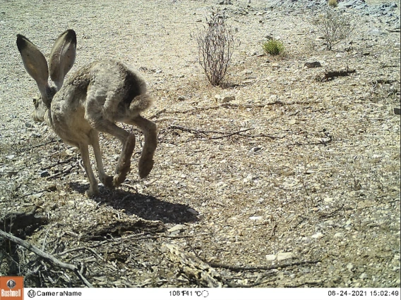 Black tailed jackrabbit captured on camera trap