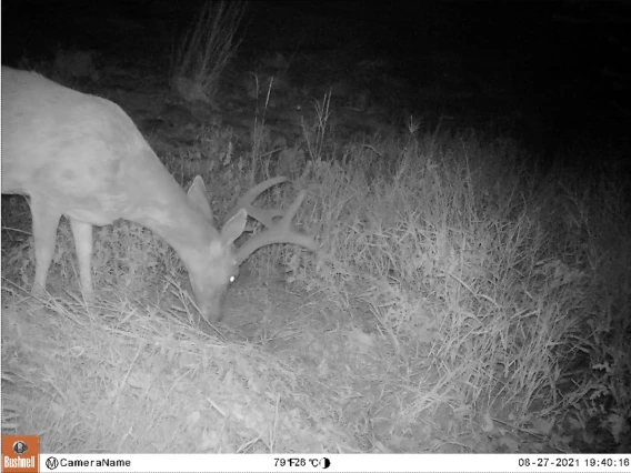 Mule deer buck captured on wildlife camera