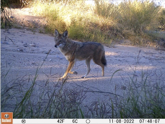 Coyote walking in wash captured by wildlife camera