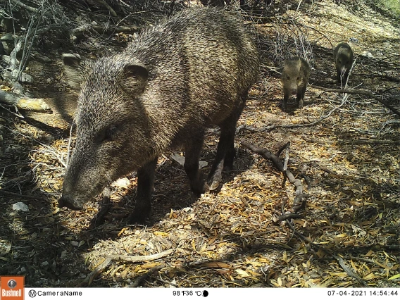 Javelina family captured by wildlife camera