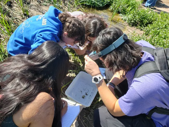 Students studying aquatic insects in white bin