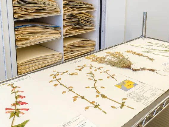 Herbarium counter with different specimens displayed