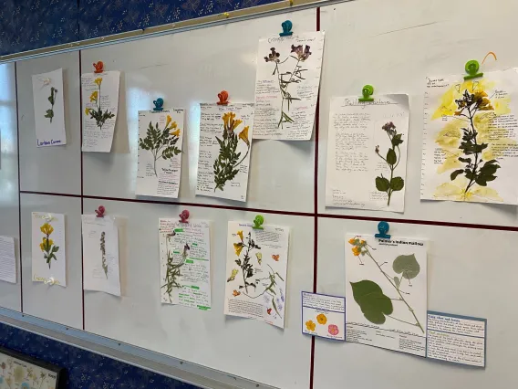 Gallery wall of pressed botanic specimens with labels 