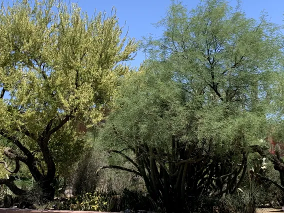 Two trees in desert setting