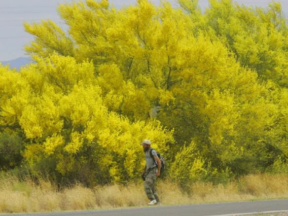 Large Palo verde tree in bloom with yellow flowers by a road with a man standing in front of it