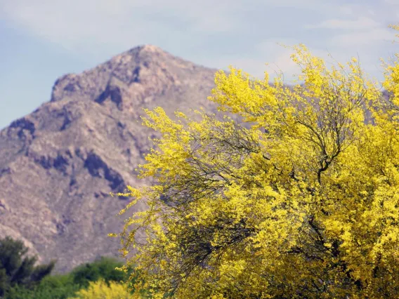 Palo verde tree in bloom with yellow flowers with mountain in background