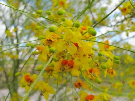 Close up of yellow and red palo verde tree flowers