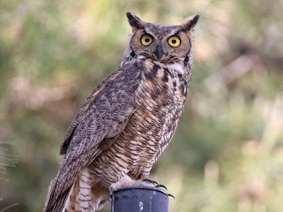 Great Horned Owl