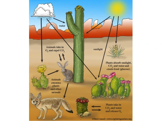 Image of saguaro cactus and other desert plants and animals to show energy flow