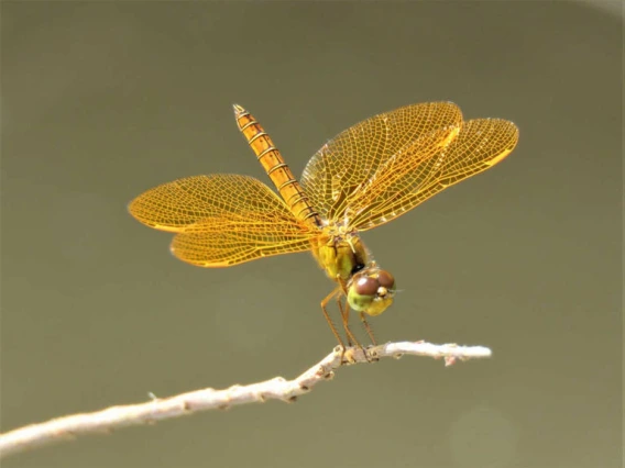 Mexican amberwing dragonfly