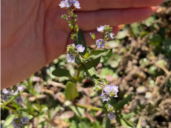 Veronica anagallis-aquatica "Blue water-speedwell"