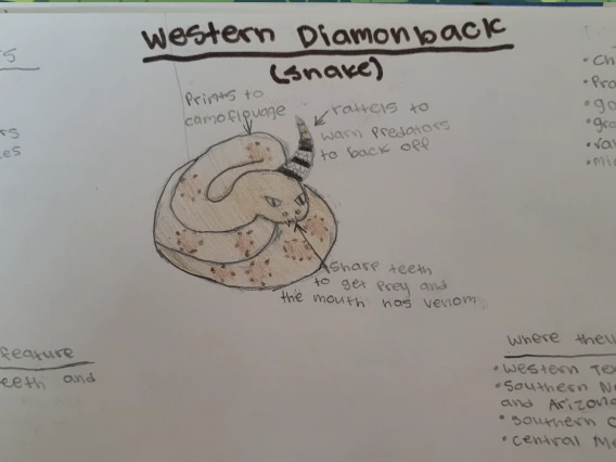 Western Diamondback Snake Drawing with descriptions