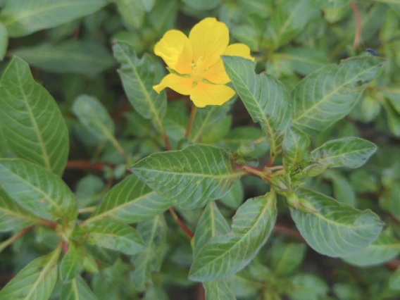 Yellow flower