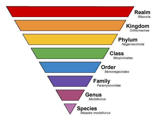 Rainbow colored taxonomic ranking chart