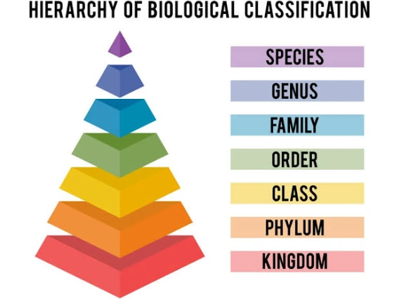 Taxonomy Pyramid