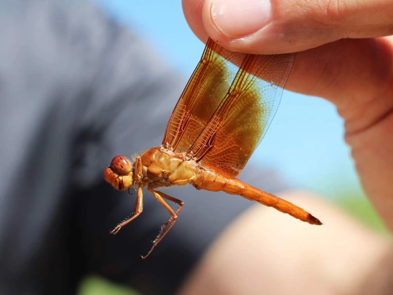 Closeup of person holding a dragonfly