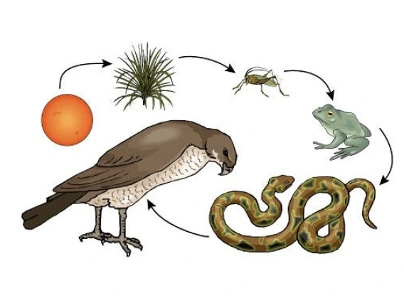 Food web in pictures of raptor snake frog insect plant and sun with arrows