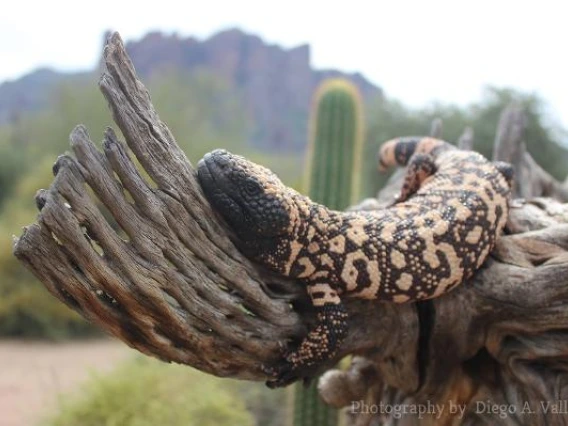 Gila monster laying down on a tree trunk.