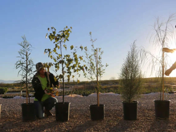 People standing near trees in pots during sunset