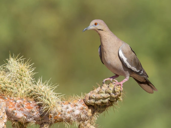 Bird on top of a cactus 