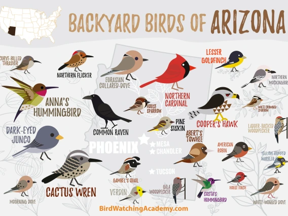 Arizona Birds Graphic