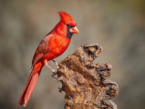 Northern cardinal on a twig