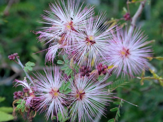 Close up of flower of Pink fairy duster (Calliandra eriophylla)