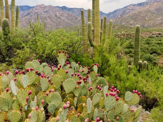 Desert cacti near mountains 