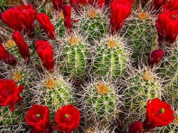 Cactus with red flowers 