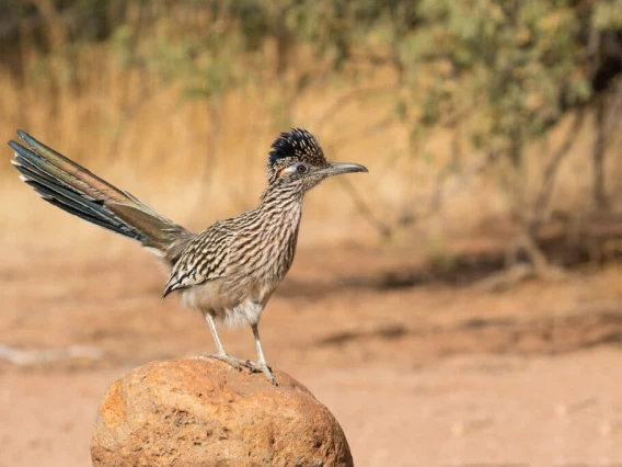 Image of Greater Roadrunner (Geococcyx californianus) standing on a rock