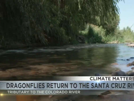 Picture of river with chyron reading Climate Matters Dragonflies return to the Santa Cruz River